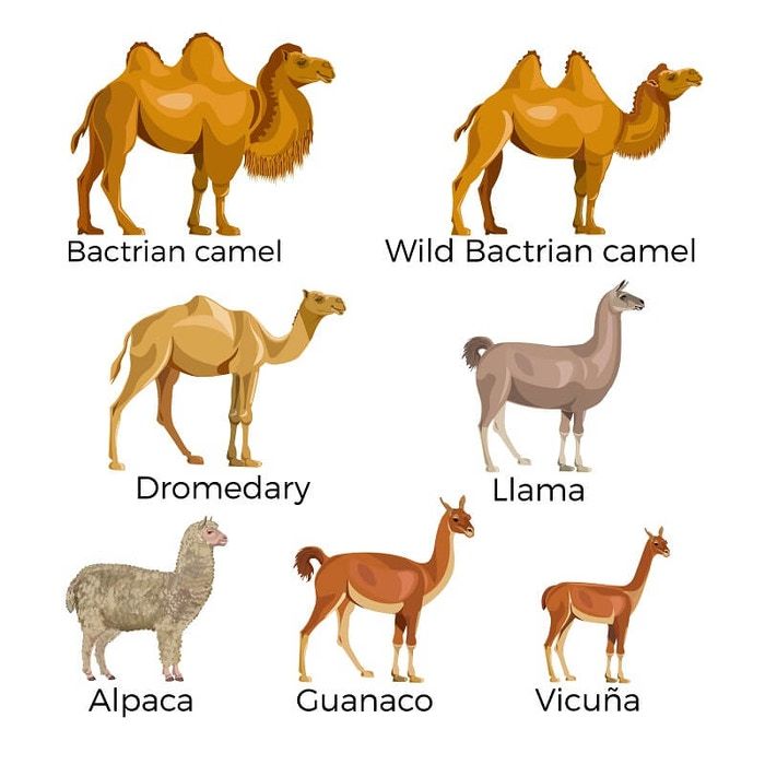 Alpaca Vs Llama And Vicuna And Guanaco